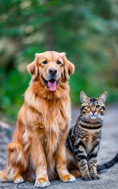 Puppy/Kitten Pick